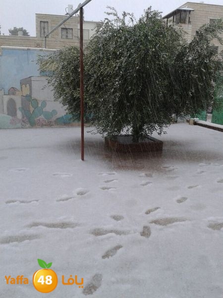 iceman lud 1213 (8).jpg